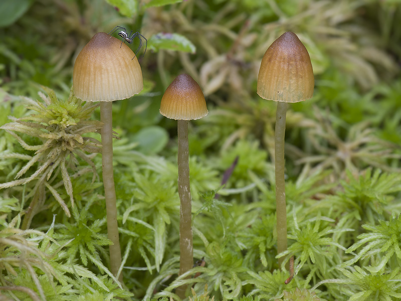 Galerina sphagnorum